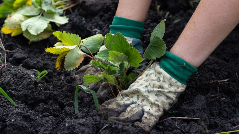 V Česku se po letech opět daří zahrádkaření. Výhodné je pro zdraví i peněženku